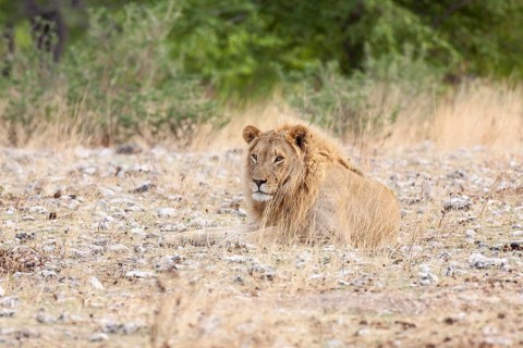 Lion (Panthera leo)