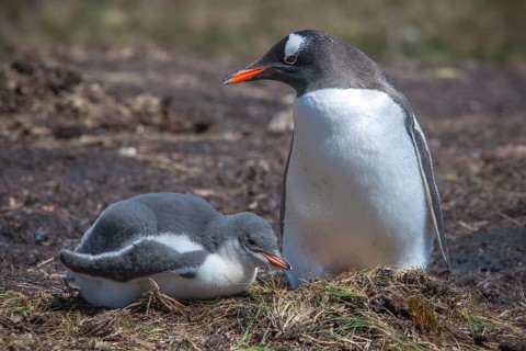 Gentoo Penguin (Pygoscelis papua) on nest with young
