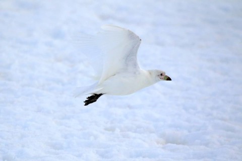 Snowy Sheathbill (Chionis alba)