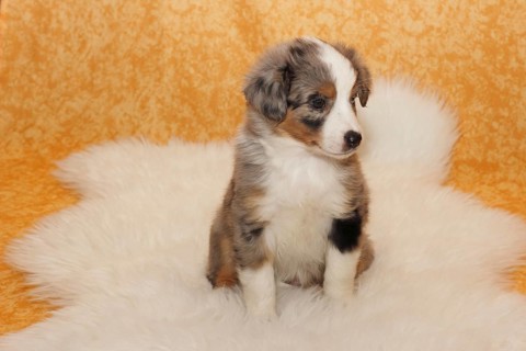 Miniature American Shepherd