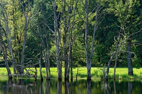 Dead trees on the moor lake in the Seachtn kettle-hole mire in Andechs