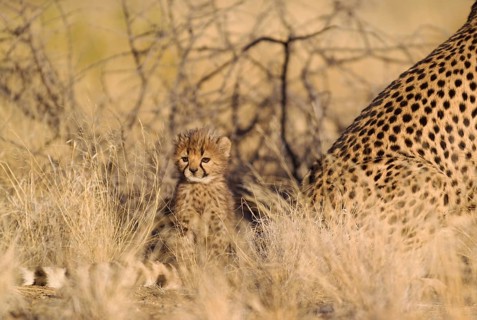Cheetah (Acinonyx jubatus)
