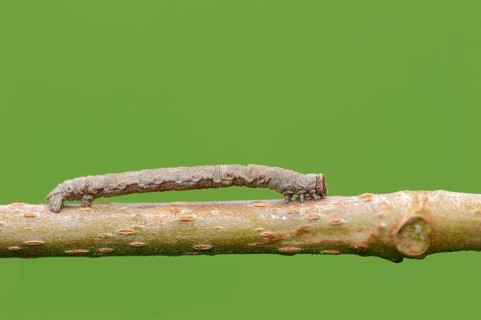 Caterpillar