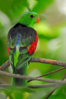 Red-winged Parrot (Aprosmictus erythropterus)