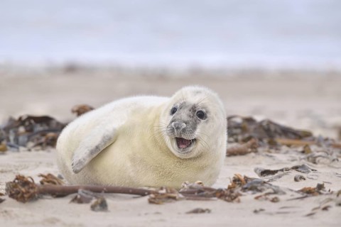 Grey Seal (Halichoerus grypus)