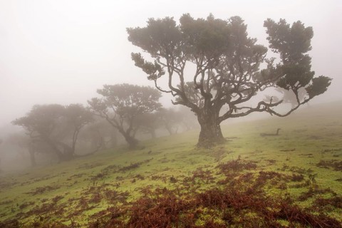 Old Bay Laurel Trees (Laurus nobilis) in the fog