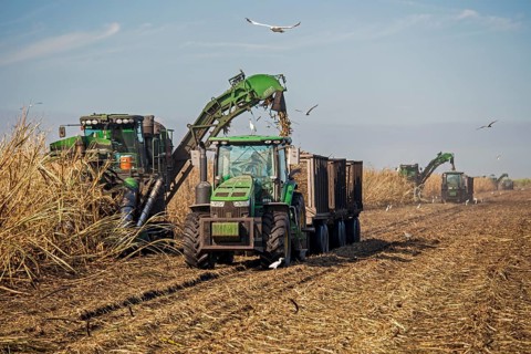 Mechanical harvest of sugar cane
