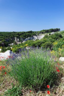 Landscape with flowering lavender