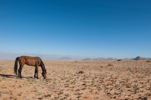 Wild horse in the Namib Desert