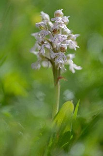 Milky Orchid (Orchis lactea)