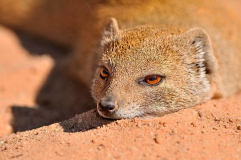 Yellow Mongoose (Cynictis penicillata)