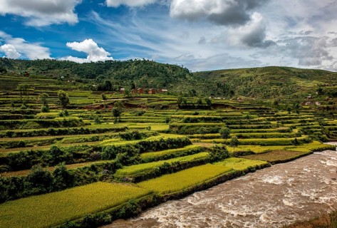 Rice fields near Ambositra