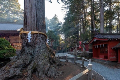 Saint Tree