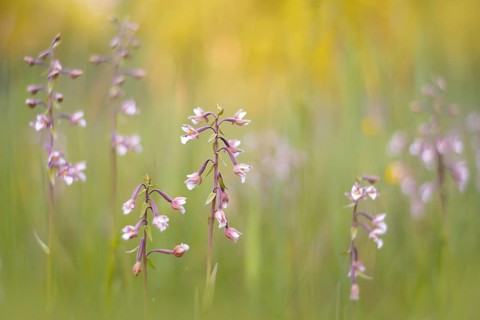 Marsh Helleborine (Epipactis palustris) in a marsh area