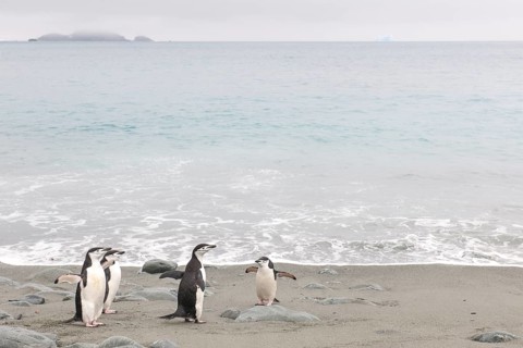 Chinstrap Penguins (Pygoscelis antarcticus)
