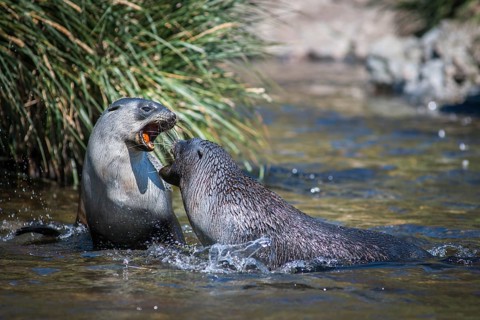 Antarctic Fur Seals (Arctocephalus gazella) in playful battle