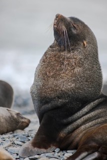Antarctic Fur Seal (Arctocephalus gazella)