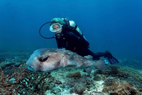 Female scuba diver looking at a Spotfin Burrfish or Pacific Burrfish (Chilomycterus affinis) above a coral reef