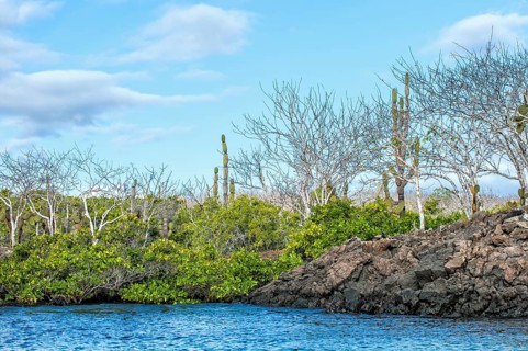 Palo Santo trees (Bursera graveolens) and Red Mangroves (Rhizophora mangle)