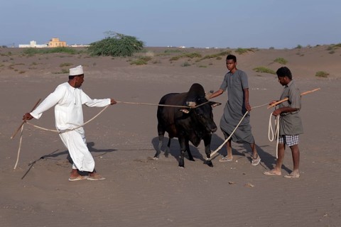 Omanis wearing traditional clothing leading a bull on a leash to a bull fight