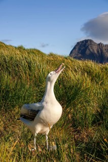 Wandering Albatross (Diomedea exulans) at its nesting site