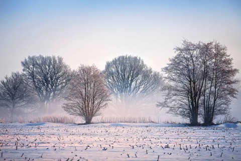 Winter landscape