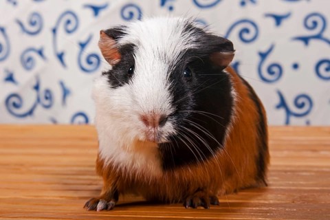 American Crested Guinea Pig