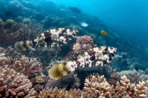 Two scrawled filefish (Aluterus scriptus)