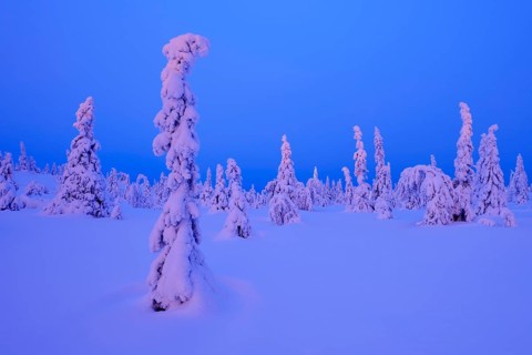 Trees in a snow-covered winter landscape