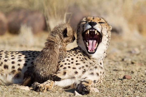 Cheetah (Acinonyx jubatus)