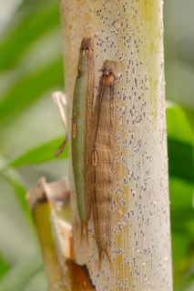 Caterpillars of the Pale Owl or Giant Owl butterfly (Caligo memnon)