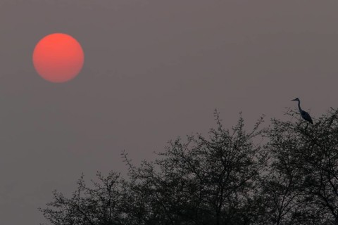 Grey Heron (Ardea cinerea) sitting on tree in the sunset
