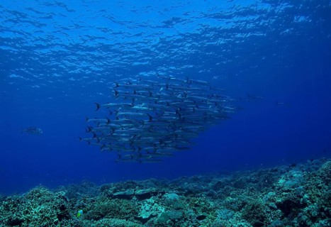School of Blackfin Barracuda (Sphyraena qenie)