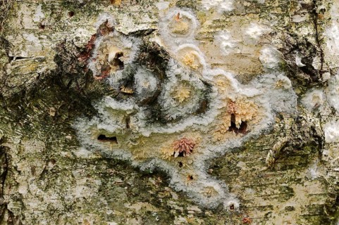 Toothed Crust (Hyphoderma radula)