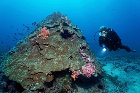 Soft corals growing on stony corals