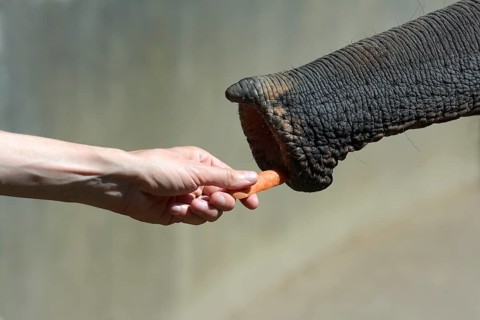 Asian Elephant (Elephas maximus) is fed with a carrot