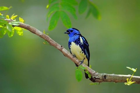 Turquoise Tanager (Tangara mexicana)