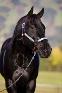 Quarter Horse wearing a show halter