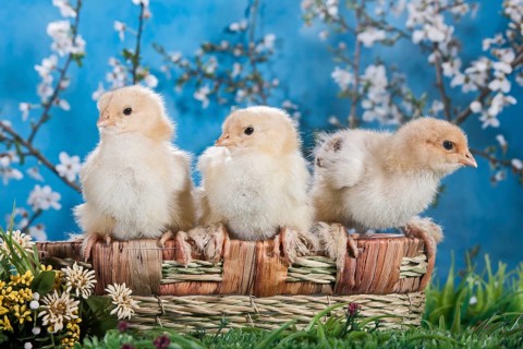 Domestic fowl chicks