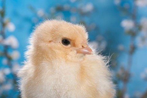 Domestic fowl chick