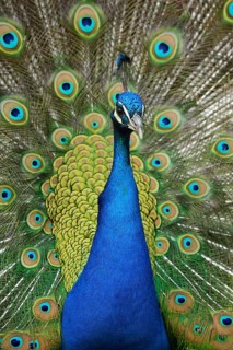 Indian Peafowl or Blue Peafowl (Pavo cristatus)