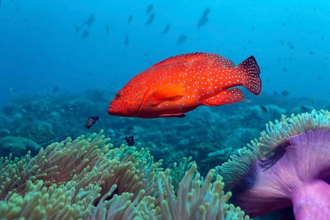 Coral Grouper (Cephalopholis miniata) on a coral reef