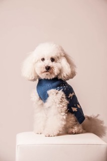 Toy poodle wearing a sweater