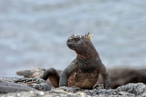 Sea Iguana or Galapagos Marine Iguana (Amblyrhynchus cristatus hassi)
