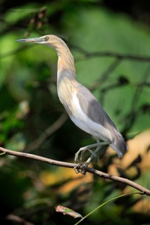 Javan Pond Heron (Ardeola speciosa)
