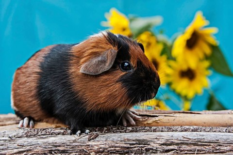 Smooth Guinea Pig