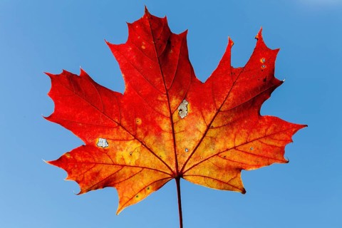 Norway Maple (Acer platanoides)