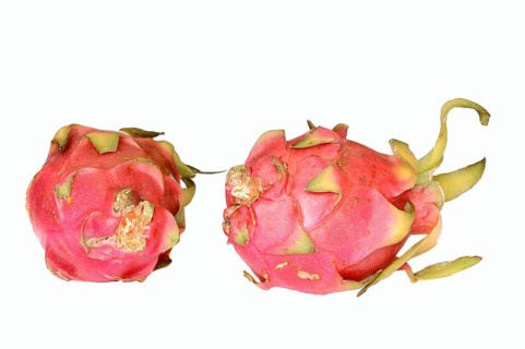 Pitahaya or Dragonfruit (Hylocereus undatus)