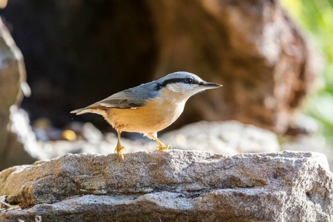 Eurasian Nuthatch (Sitta europaea)