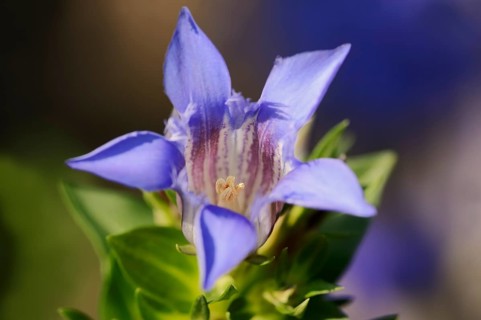 Crested Gentian or Summer Gentian (Gentiana septemfida var lagodechiana)